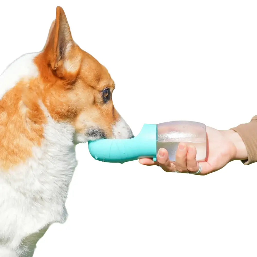 Bouteille d’eau portable turquoise pour animaux de compagnie