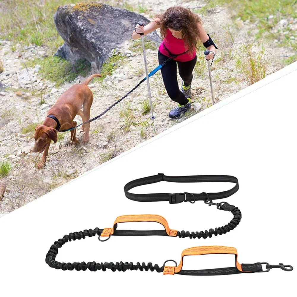 Laisse élastique: liberté et confort pour votre chien