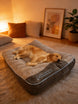 Grand Panier Chien Pour Grande Race, Lit Sofa Épais Lavable En Machine, Extra Large – grand panier chien style canapé pour chien et chat