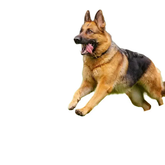 Balle pour chien en E TPU résistante aux morsures - Jouets pour chien