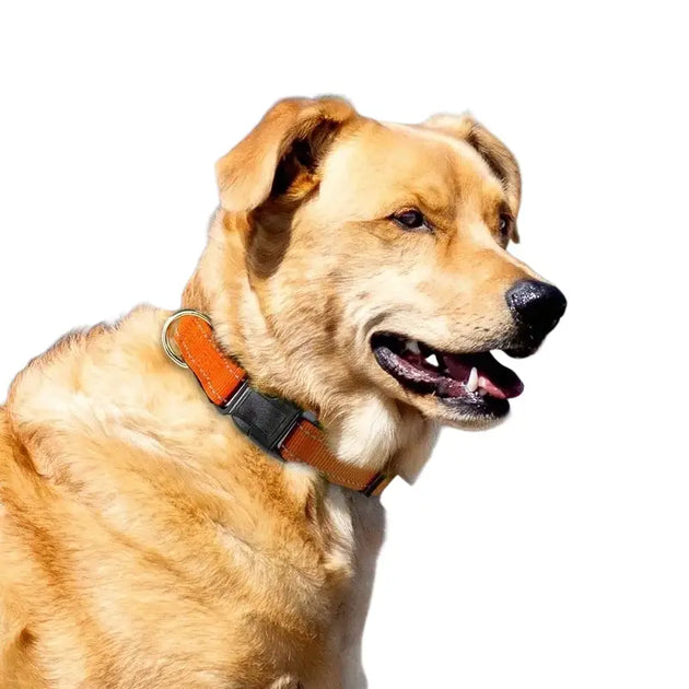Collier pour chien turquoise réfléchissant - Collier pour chien