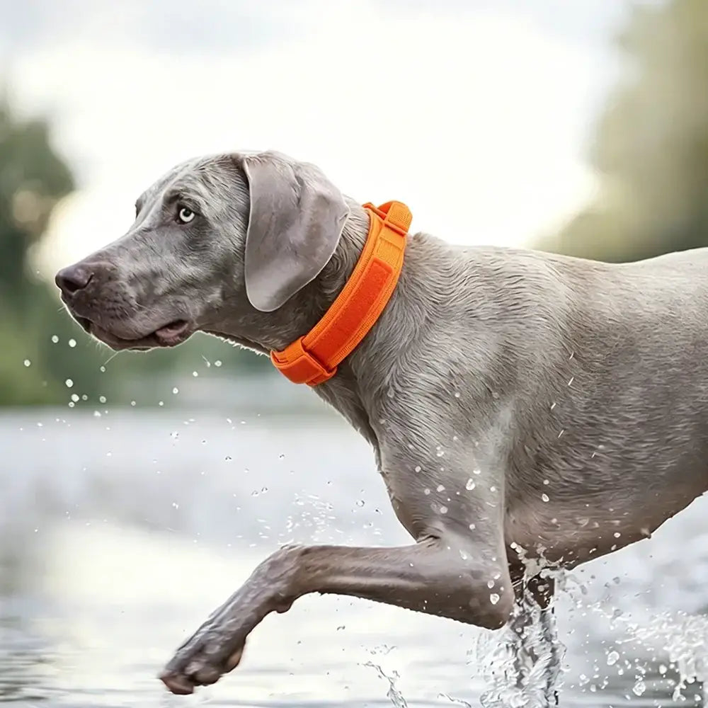 Collier tactique orange pour chien avec poignée et boucle robuste - Collier tactique pour chien