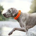 Collier tactique orange pour chien avec poignée et boucle robuste - Collier tactique pour chien