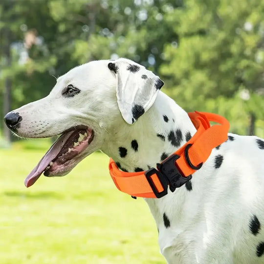 Collier tactique orange pour chien avec poignée et boucle robuste - Collier tactique pour chien
