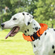 Collier tactique orange pour chien avec poignée et boucle robuste - Collier tactique pour chien