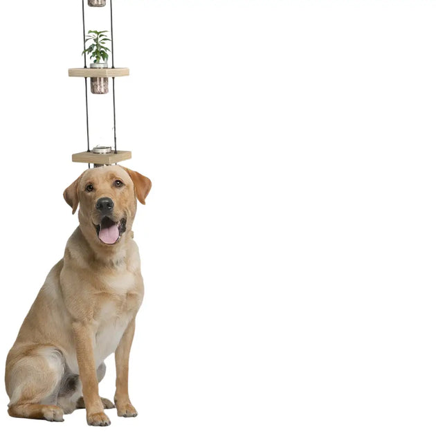 Distributeur surélevé pour chien en bois - Chène / 60X30X35.5 cm / Espagne - Mangeoire pour chien