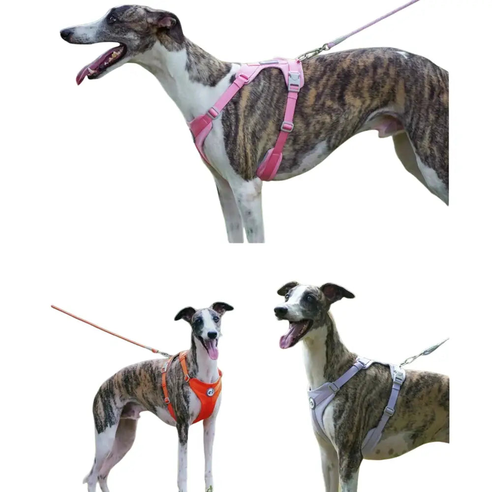 Harnais pour chien respirant anti traction réfléchissant - Harnais pour chien