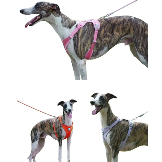 Harnais pour chien respirant anti traction réfléchissant - Harnais pour chien