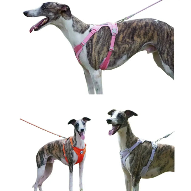 Harnais pour chien respirant anti traction réfléchissant - Harnais pour chien