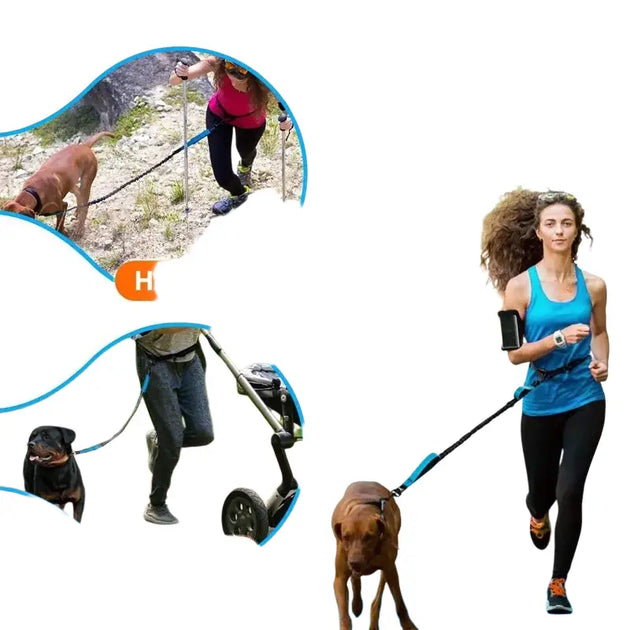 Laisse de course élastique pour chien avec ceinture - Laisse de course réfléchissante